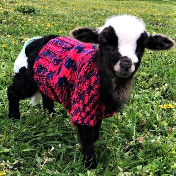 Donate jumpers to Lamb Care Australia
