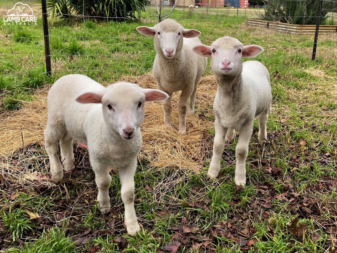 Koda, Obi and Elka - Lamb Care Australia