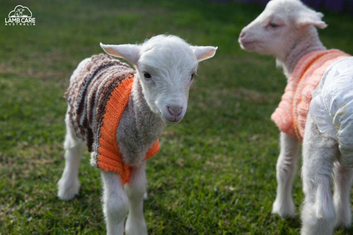 Remy and Freya - Lamb Care Australia