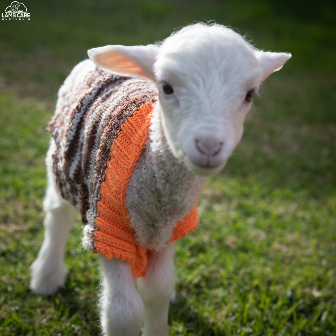 Remy and Freya - Lamb Care Australia