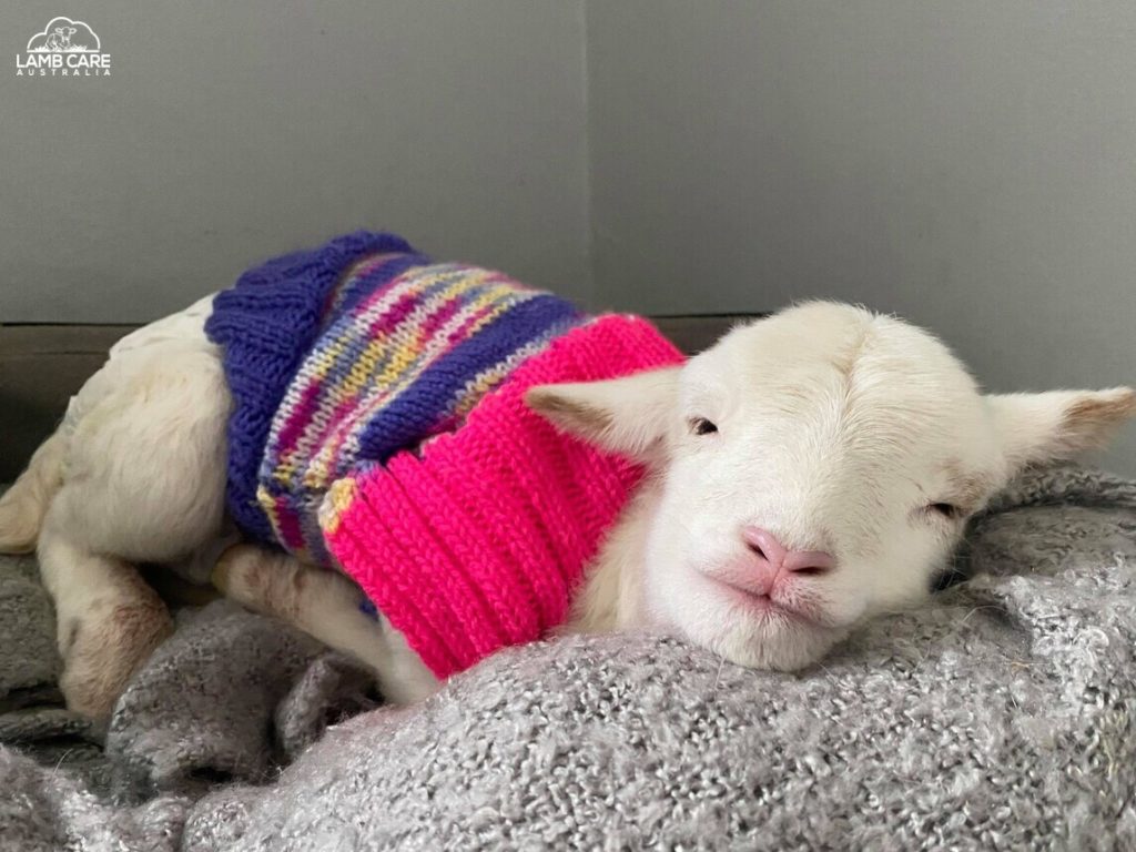 Photo showing lamb recovering from pneumonia