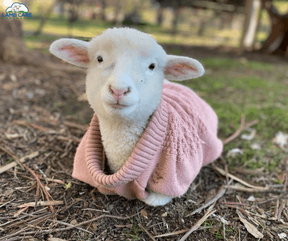 Georgie lamb in a pink jumper