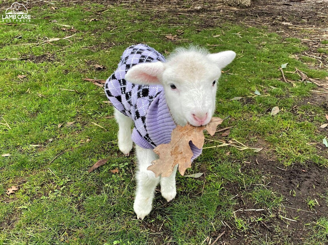 Rosie and Georgie - Lamb Care Australia