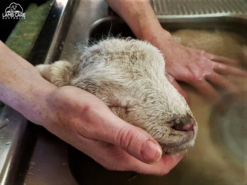 Lamb suffering from health issue called hypothermia having a warming bath