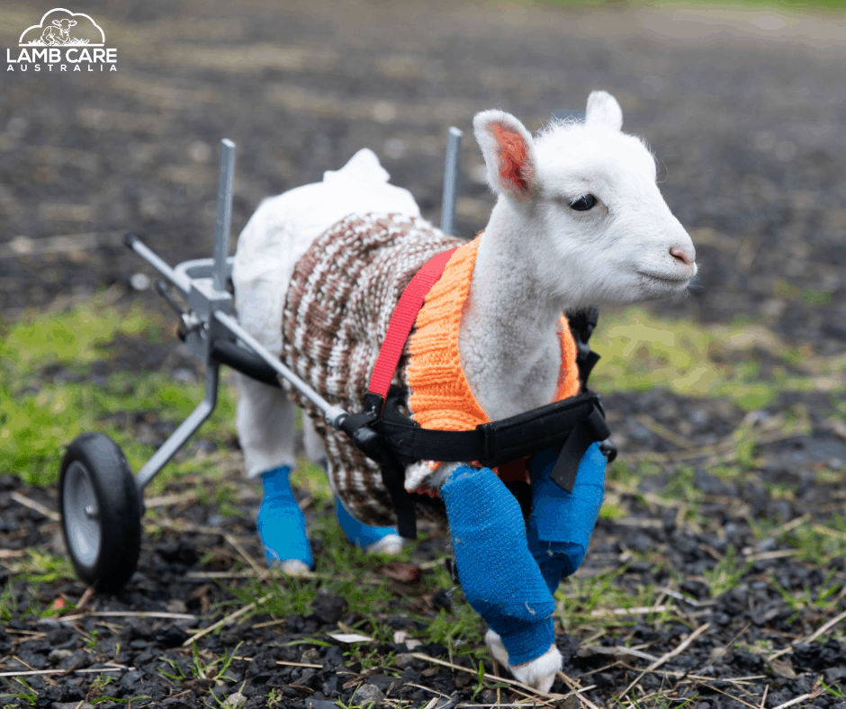 Lamb Care Australia rescued lamb in a wheelchair to help mobility