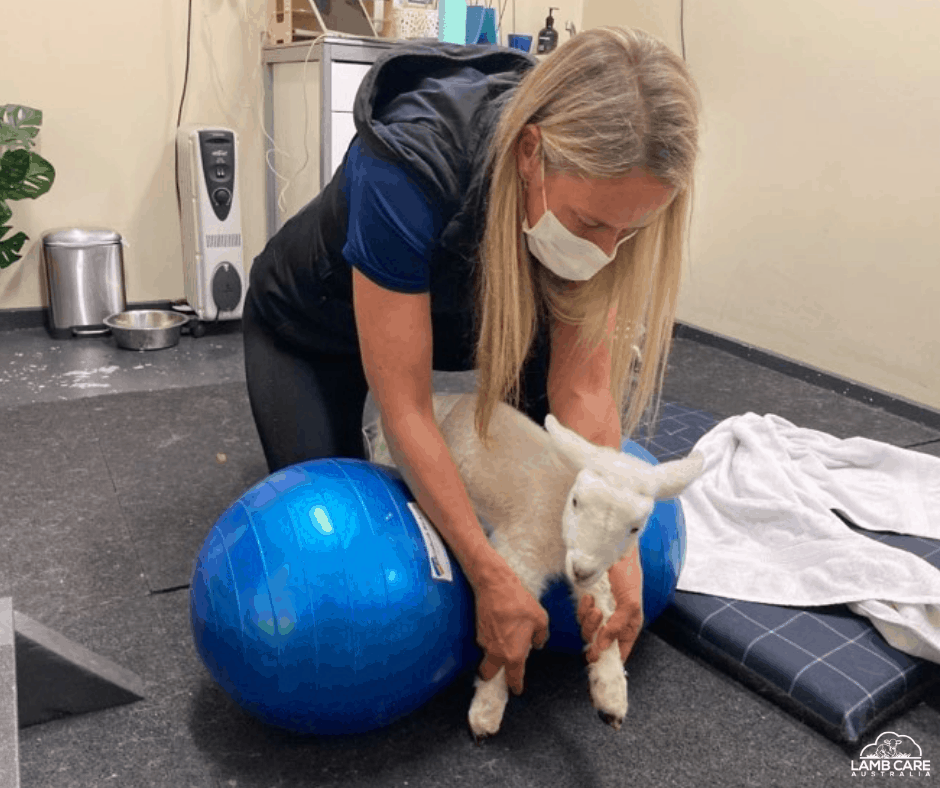 Contracted Tendons in Lambs