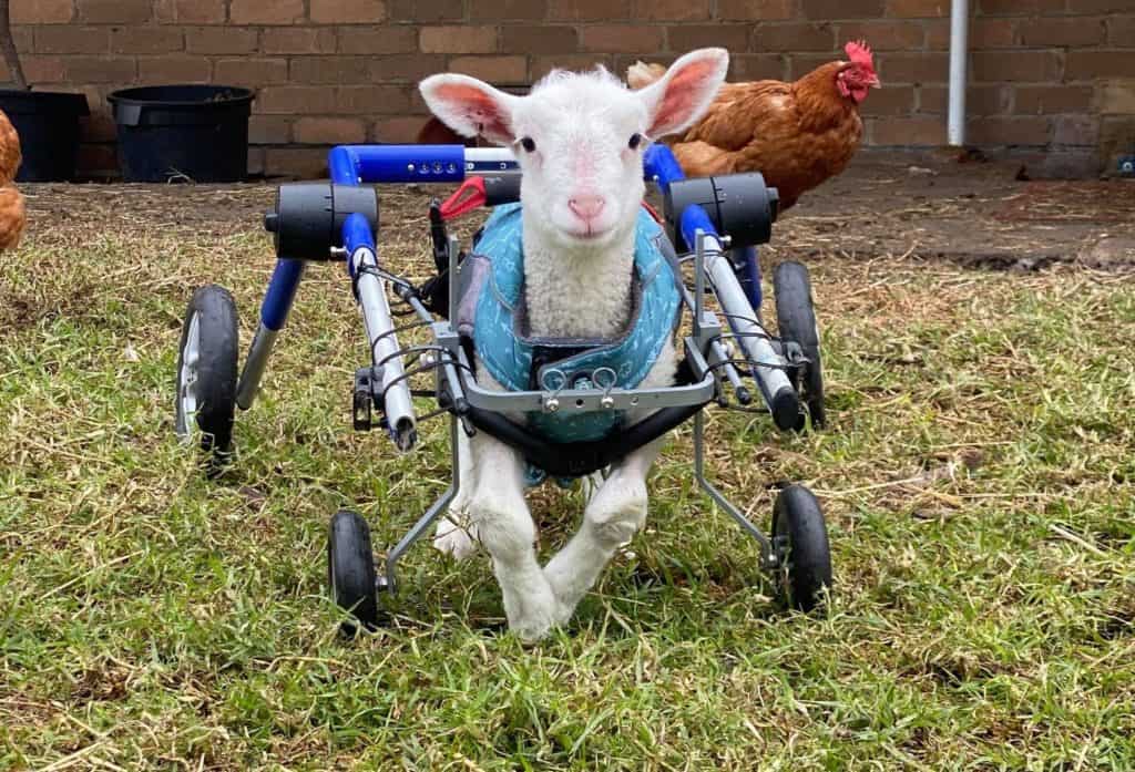 Lamb with contracted tendons in a wheelchair