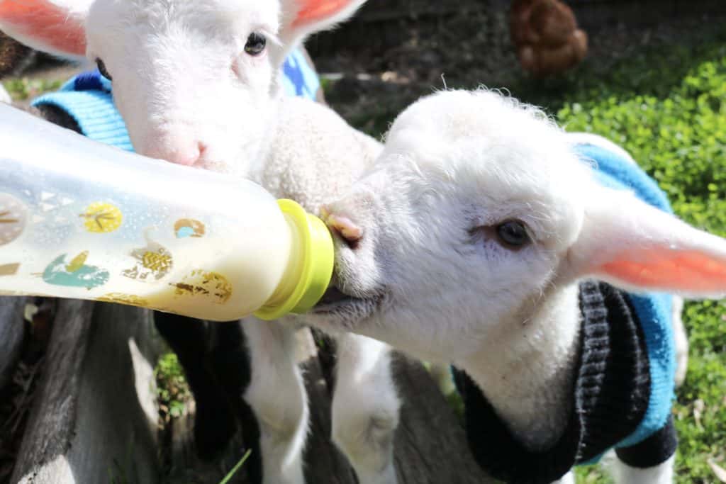 Formula fundraiser helping feed hungry lambs