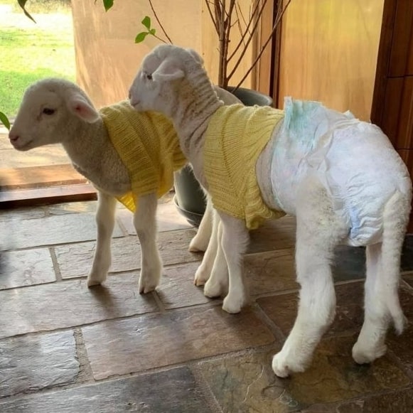 Donate nappies to Lamb Care Australia