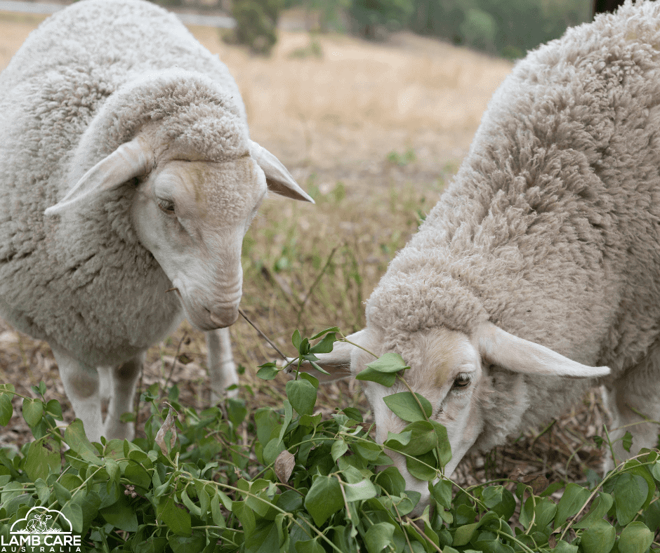 Volunteer for Lamb Care Australia to help save lambs like Peaches and Jett