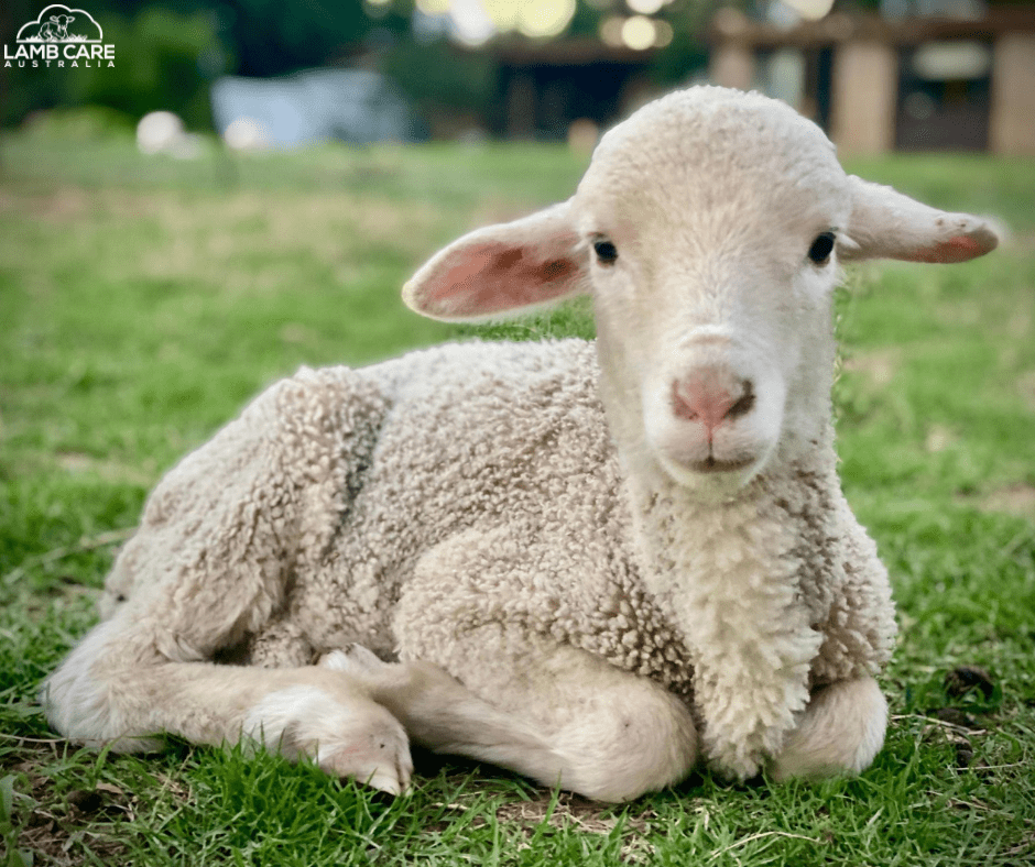 Our Lambs - Lamb Care Australia