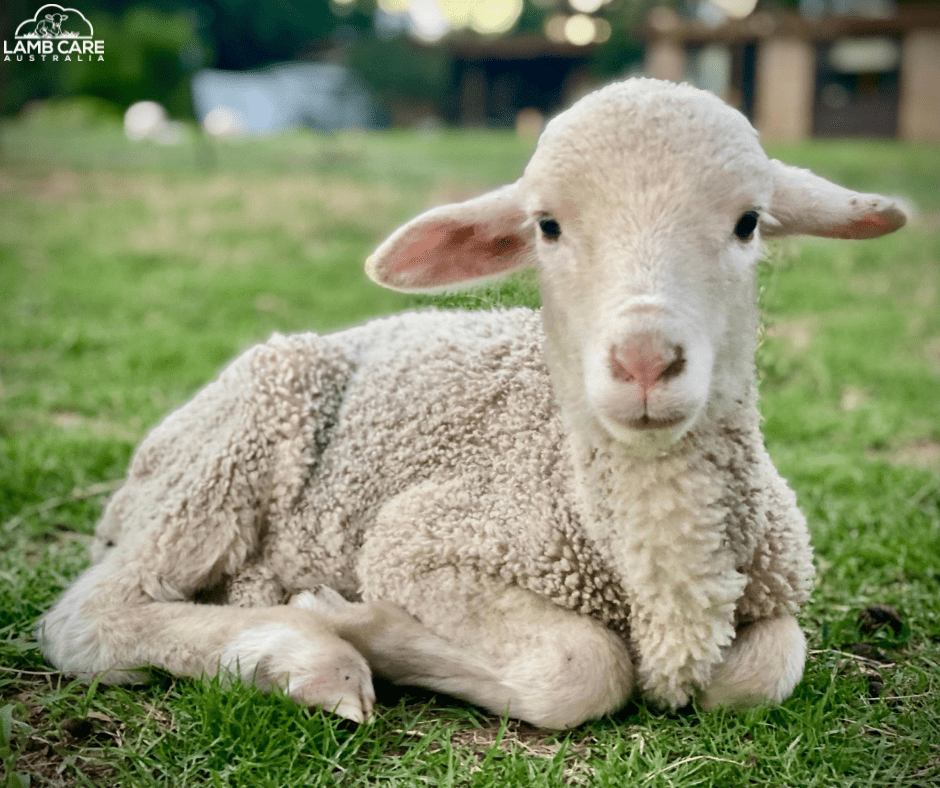 Lamb Care Australia