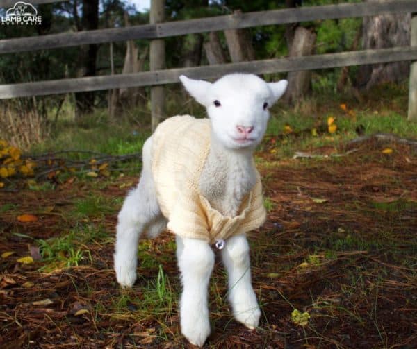 Lamb Poop Chart - Lamb Care Australia