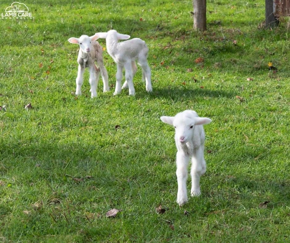 Sheep 201: Care of newborn lambs