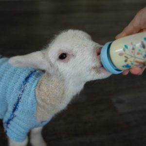 How to Care for Newborn Lambs
