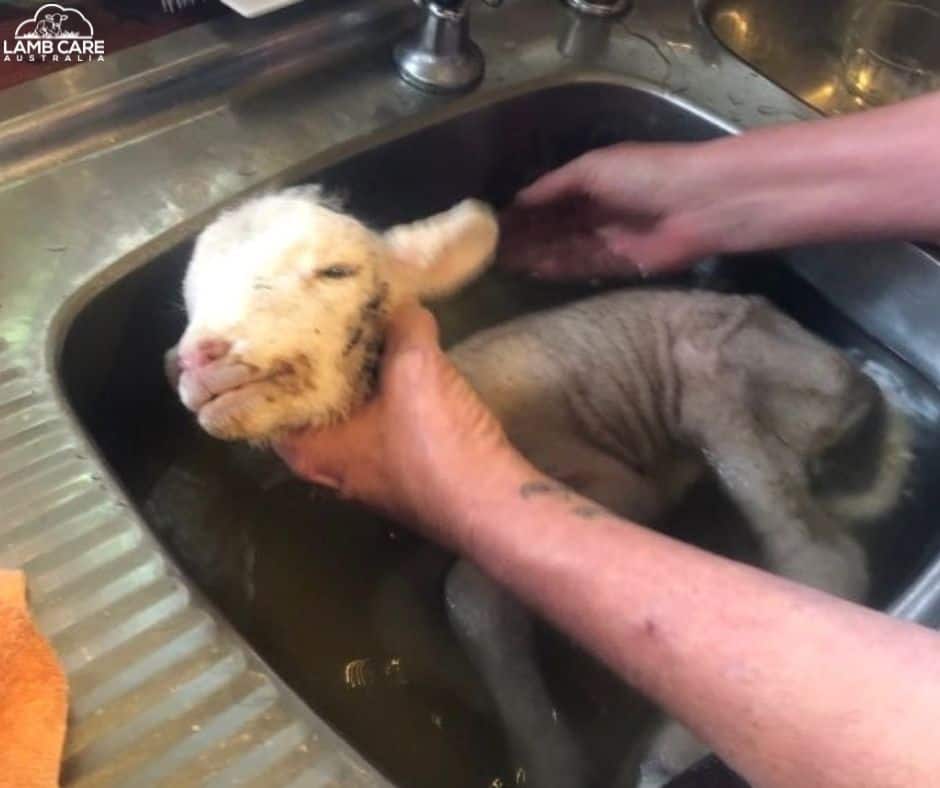 Lamb hypothermia