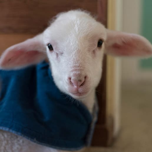 Lamb Care Australia