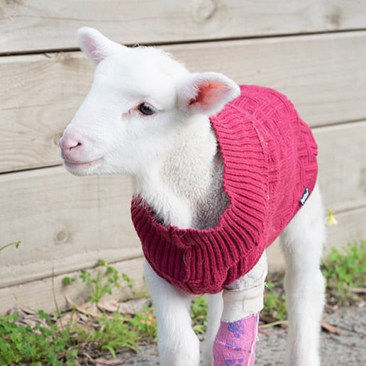 Lamb Care Australia