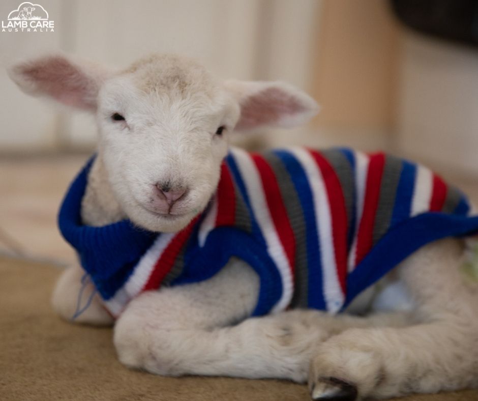 Green 2025 lamb jumpers