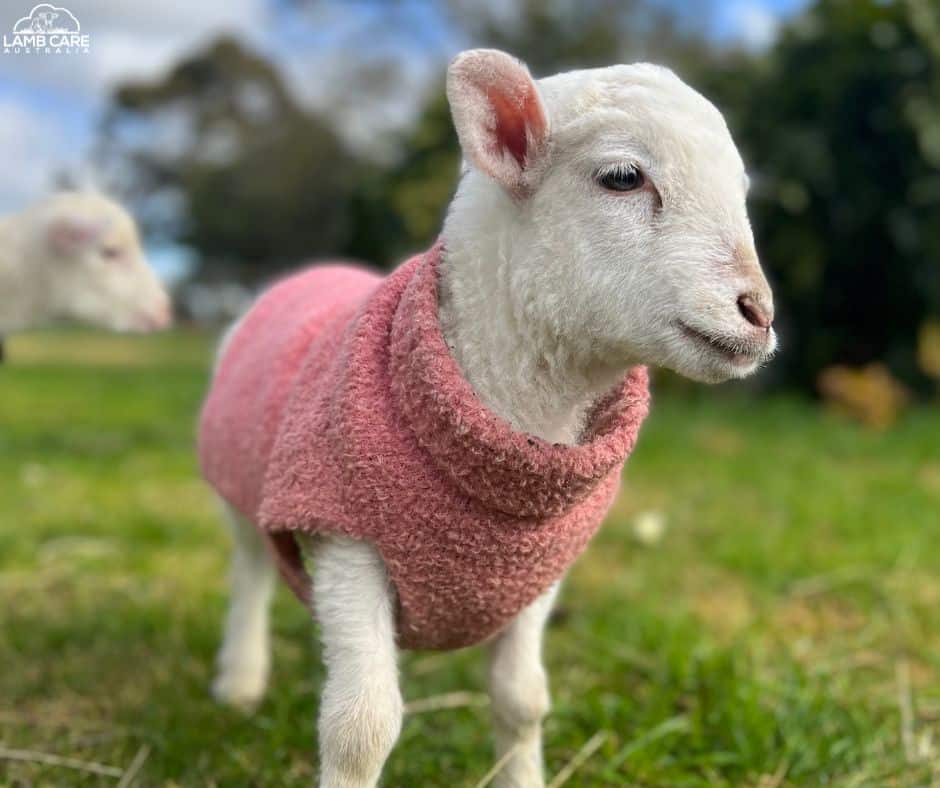 Help make Winnie well again! - Lamb Care Australia