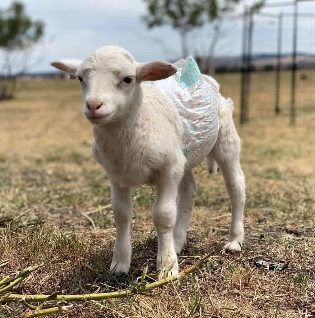 Lamb Fever - Lamb Care Australia