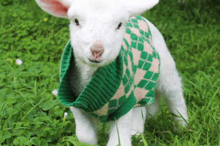 Foster this lamb who is a victim of winter lambing
