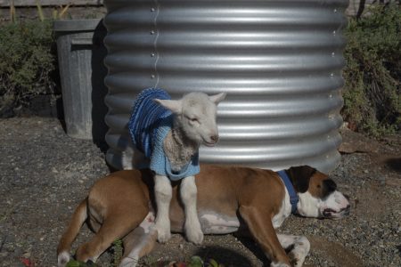 Lambs-28